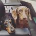 Louise Blankenship - Facebook