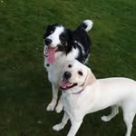 Luna +Blue - @lunalouandbluebear - Instagram