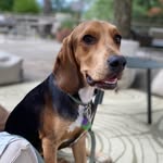 Lou Bocker - @louthebockerpup - Instagram