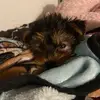 armani - @loubonn - TikTok