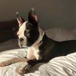 Lou - @lou.bostonterrier - Instagram