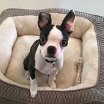 🐶 Lou-Lou The Boston Terrier - @bostonloulou - Instagram