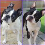 Boston Boo & Boston Lou 🖤🐾🇬🇧 - @boston_boo_and_boston_lou - Instagram