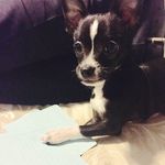 Boston Lou - @bostonlou.617 - Instagram