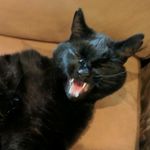 Charlesthechamp_louass_babyb - @charles_lou_boston - Instagram