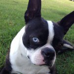 Dixie👑 - @dixie_lou_boston - Instagram