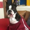 Lou - @loubostonterrier - TikTok
