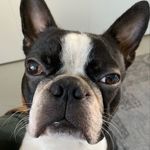 Lou_the_Boston - @lou_theboston - Instagram