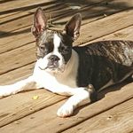 lou_the_boston_terrier - @lou_the_boston_terrier - Instagram