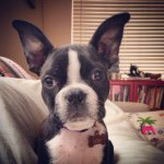 Lou the Lady Boston - @ladyloubt - Instagram
