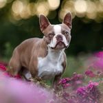 LULU 🤎 - @loui.bostonterrier - Instagram