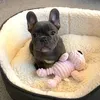 Louie botts - @beaux.frenchie - TikTok