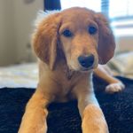 Lou Boucher - @lou_shessogolden - Instagram