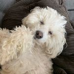 albert & louis - @loubertbowman - Instagram
