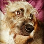 Gracie Lou - @gracie_lou_bowman - Instagram