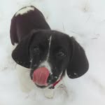 Lou Teddy Bowman - @louteddybowman - Instagram