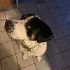 louis_boyce - @louis_boyce - TikTok