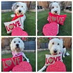 Daisy Mae, Lucy Lou, Luna Rose & Charlie Boyd Doodlebugs - @doodlebugsandcompany - Instagram