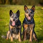Lou Boyd - @annie_violet_cattledogcrew - Instagram