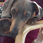 Lou Boyd - @shasta.71 - Instagram