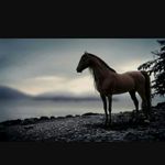 Lou Boyer - @royal_equitation_ - Instagram