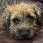 Lou Bradshaw - @steveatthebradshaws - Instagram