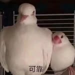张洛宁 - @loubridgeszln - Instagram