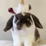Bunny Louie - @bunnyloulu - Instagram