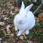 Lou Bunny - @life_with_lou_bunny - Instagram