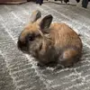 Lou the bun - @louthebunn - TikTok
