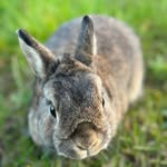 Loui — The Bunny | this situation requires more greens 🥬 - @loui.thebunny - Instagram