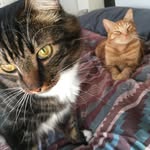 Nico, Lou, Chance, and Patti - @thefelineunderground - Instagram
