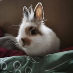 Lou-ann Daniels - Facebook
