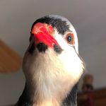 Louie DiPalma - @louie.the.chukar - Instagram