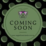 Lou Green - @veggieflowerseedco - Instagram