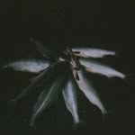 lou green - @decayedrings - Instagram