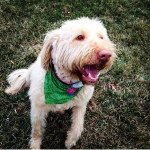 Zelda Hatfield🐾🐾🐾 - @zelda_lou_hatfield - Instagram