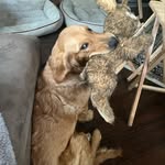 Jenny Lou Higgins - @jennylouthegolden - Instagram