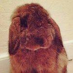 Honolulu Lou Ipo Hopper - @honoluluhopper - Instagram