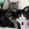 Louie & Knox - @louieandknox - TikTok