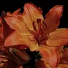 Loumay - @_.loumay_ - TikTok