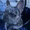 Louie Da Frenchie - @louismcdaniel - TikTok