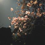 Meredith_LOU_ - @meredith_lou_feifei - Instagram