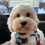 Dotti Lou and Beau Monroe - @dotti.lou.thecockapoo - Instagram