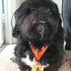 Louie Morrison - @louiemorrisonzzz - TikTok
