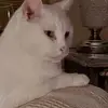 loumorrisond - @loumorrisond - TikTok