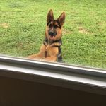 Louis nardella - @louisnardella6801 - Instagram