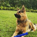 Louisnardella - @louisnardella8517 - Instagram