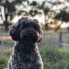 Louie_Oconnor - @louie_oconnor - TikTok