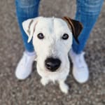 Loui 🤍 | Parson Russell Terrier - @loui.theparson - Instagram